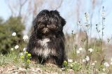 LHASSA APSO 055